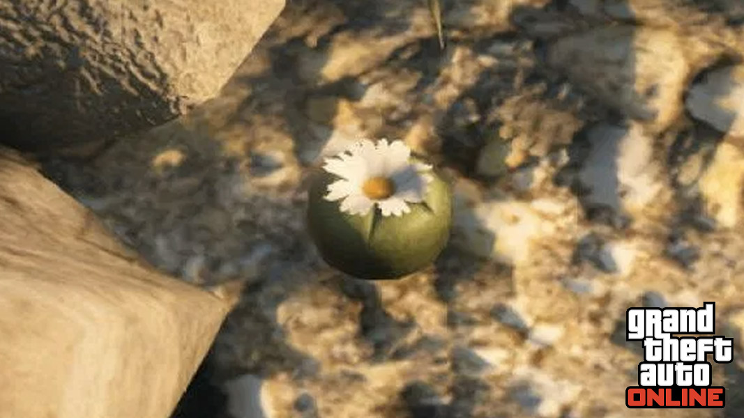 1666915967 Dove trovare piante di peyote in GTA Online tutte le 3