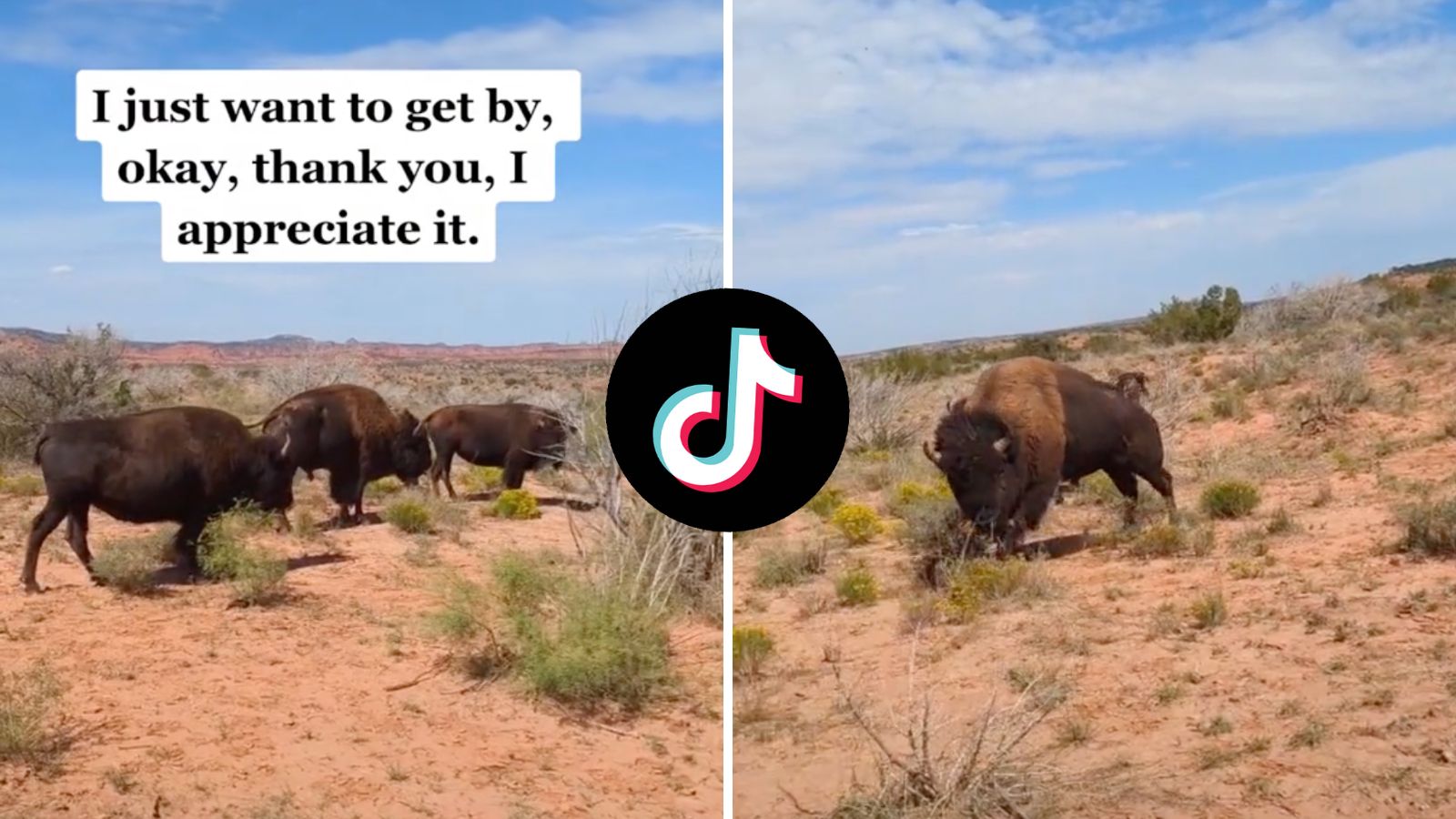 Lescursionista di TikTok diventa virale dopo aver filmato il bisonte 9