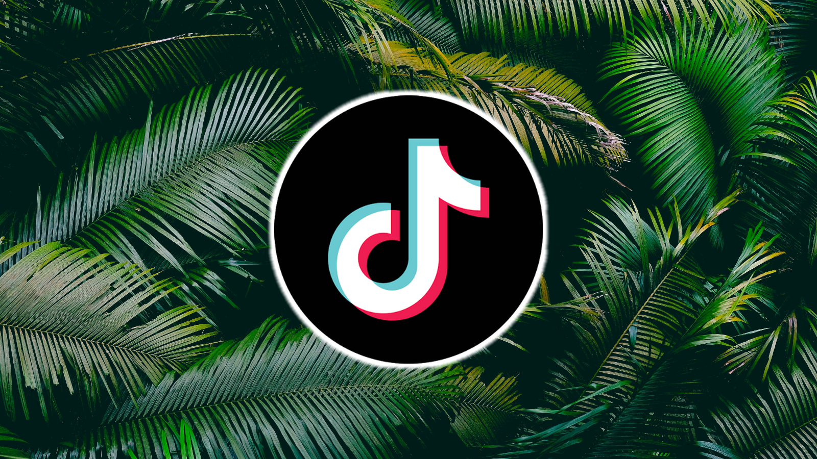 Qual e il quiz sulla foresta pluviale su TikTok 5