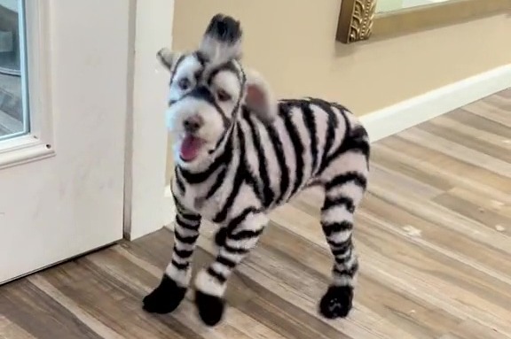 Avviso urgente del veterinario per evitare la tendenza TikTok pericolosa 11